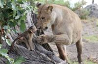 TopRq.com search results: baby baboon caught by a lioness