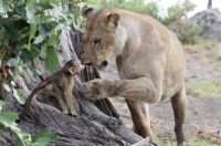 Fauna & Flora: baby baboon caught by a lioness