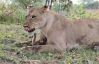 Fauna & Flora: baby baboon caught by a lioness