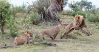 Fauna & Flora: baby baboon caught by a lioness