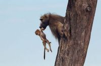 Fauna & Flora: baby baboon caught by a lioness