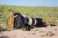 Fauna & Flora: Meerkat selfies by Will Burrard-Lucas