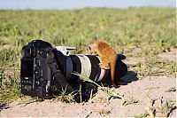 Fauna & Flora: Meerkat selfies by Will Burrard-Lucas