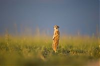 Fauna & Flora: Meerkat selfies by Will Burrard-Lucas