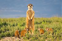 Fauna & Flora: Meerkat selfies by Will Burrard-Lucas