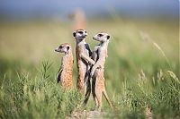 Fauna & Flora: Meerkat selfies by Will Burrard-Lucas