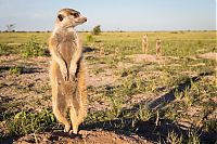 Fauna & Flora: Meerkat selfies by Will Burrard-Lucas