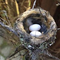 Fauna & Flora: baby hummingbirds in the nest