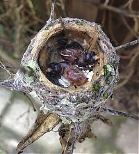 Fauna & Flora: baby hummingbirds in the nest