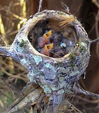 TopRq.com search results: baby hummingbirds in the nest