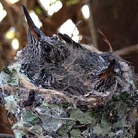 Fauna & Flora: baby hummingbirds in the nest