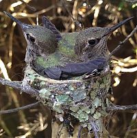 TopRq.com search results: baby hummingbirds in the nest