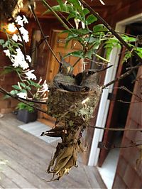 TopRq.com search results: baby hummingbirds in the nest