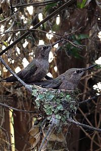 Fauna & Flora: baby hummingbirds in the nest