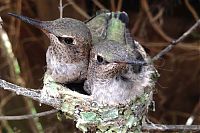 Fauna & Flora: baby hummingbirds in the nest