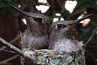 Fauna & Flora: baby hummingbirds in the nest