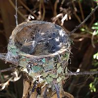 TopRq.com search results: baby hummingbirds in the nest