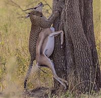 Fauna & Flora: leopard against a gazelle