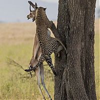 Fauna & Flora: leopard against a gazelle