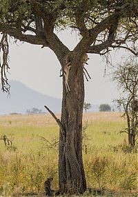 Fauna & Flora: leopard against a gazelle
