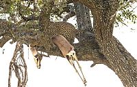 TopRq.com search results: leopard against a gazelle