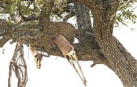 Fauna & Flora: leopard against a gazelle