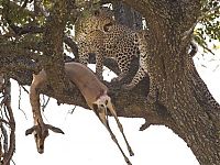 Fauna & Flora: leopard against a gazelle