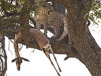 TopRq.com search results: leopard against a gazelle