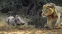 Fauna & Flora: lion against a warthog
