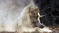 Fauna & Flora: lion against a warthog