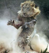 TopRq.com search results: lion against a warthog