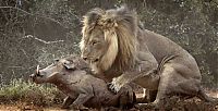 Fauna & Flora: lion against a warthog
