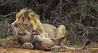 Fauna & Flora: lion against a warthog