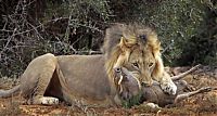 Fauna & Flora: lion against a warthog