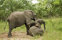 Fauna & Flora: elephants playing in the nature