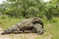 Fauna & Flora: elephants playing in the nature