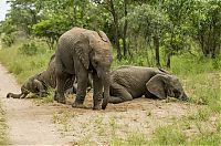 Fauna & Flora: elephants playing in the nature