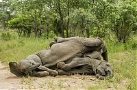 Fauna & Flora: elephants playing in the nature