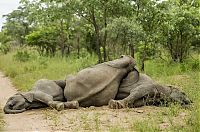 Fauna & Flora: elephants playing in the nature