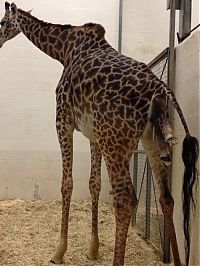 Fauna & Flora: first moments of a baby giraffe