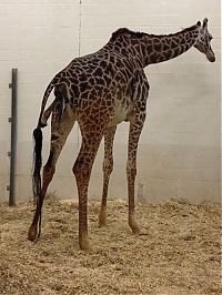 TopRq.com search results: first moments of a baby giraffe