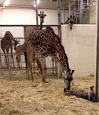 Fauna & Flora: first moments of a baby giraffe