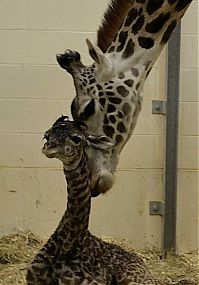 TopRq.com search results: first moments of a baby giraffe