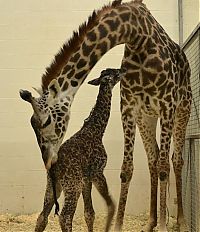 TopRq.com search results: first moments of a baby giraffe