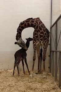 TopRq.com search results: first moments of a baby giraffe