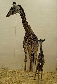 TopRq.com search results: first moments of a baby giraffe