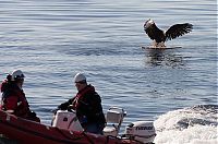 saving an eagle from drowning