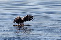 saving an eagle from drowning