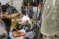 TopRq.com search results: bear surgery