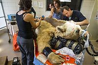 Fauna & Flora: bear surgery